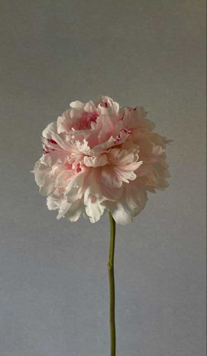 Eternal Embrace of Fragrant Blooms