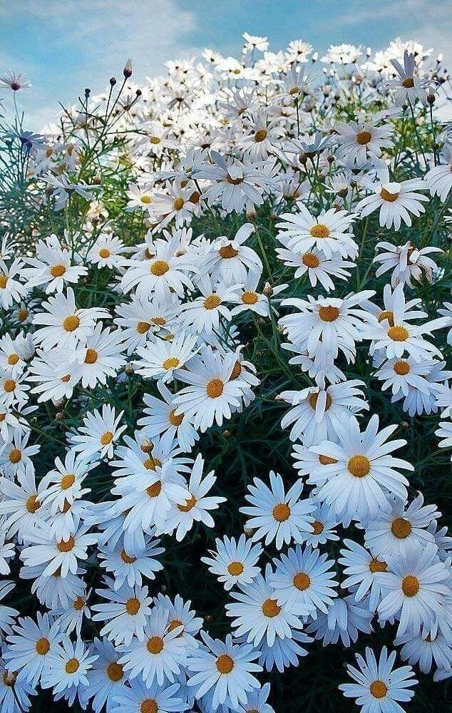 Nature's Poetry in Petal Hues